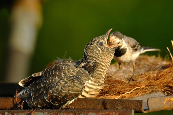 Kuckuck im Nest einer Bachstelze