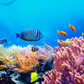 Die Instrumente der Blue-Ocean-Strategie