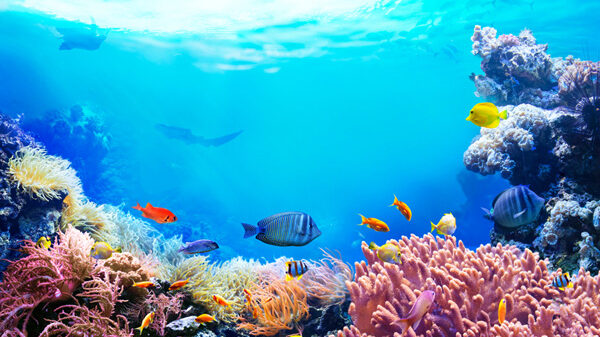 Blue-Ocean-Strategie